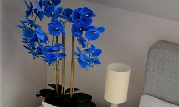 Уход за орхидеями. Голубые орхидеи
