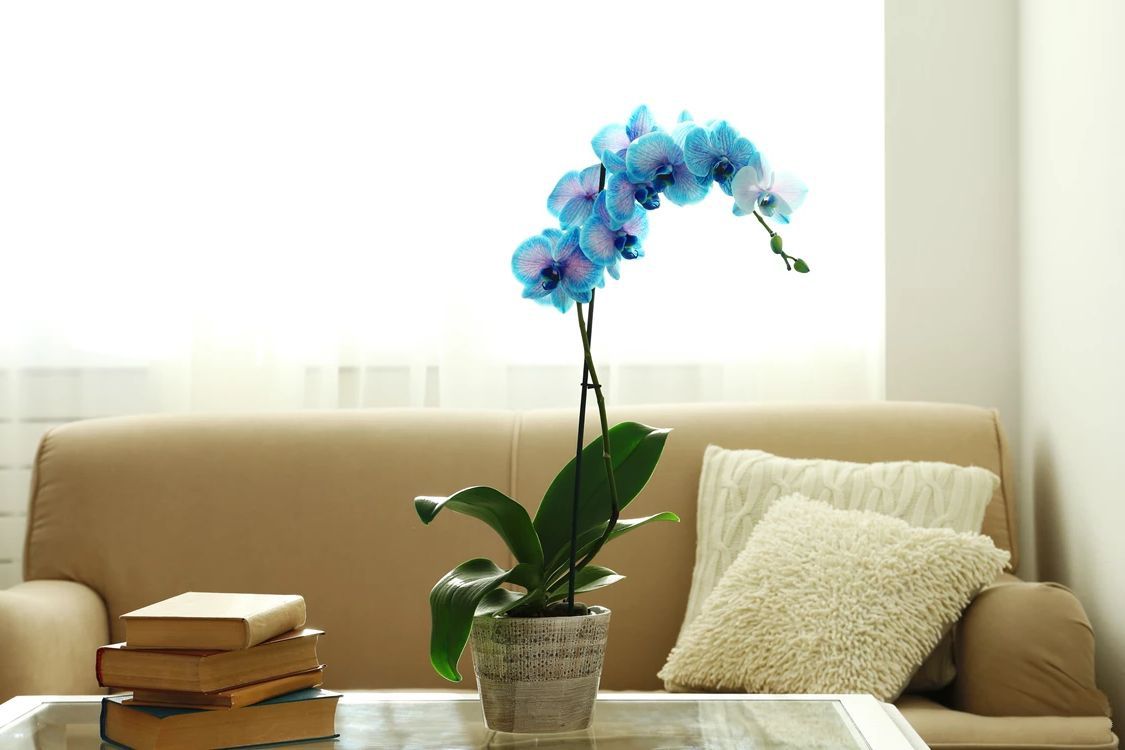 Уход за орхидеями. Голубые орхидеи