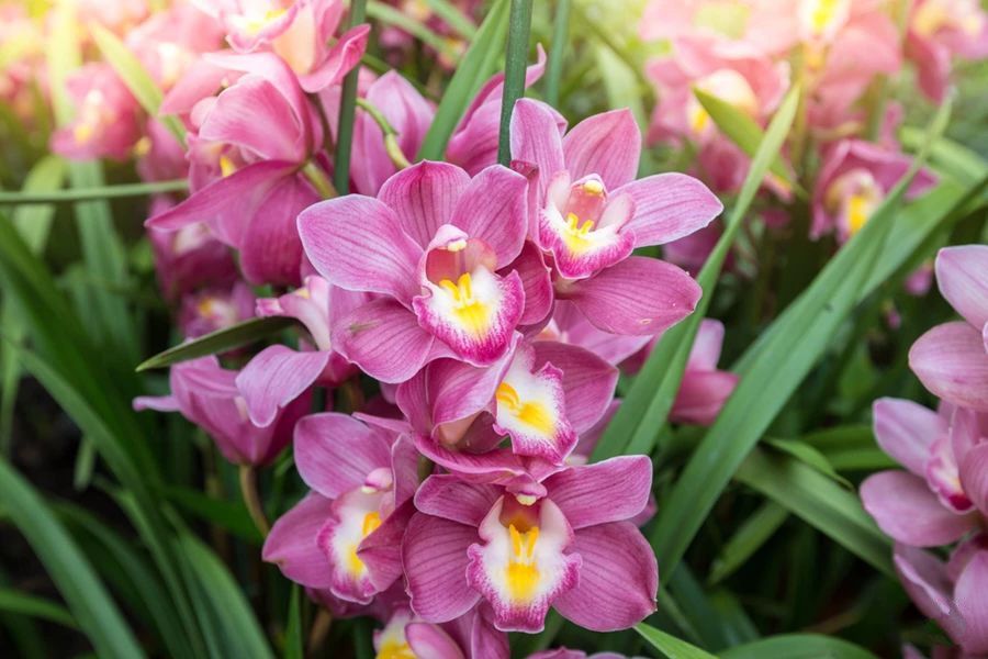 Уход за орхидеями. Виды орхидей