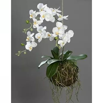 Уход за орхидеями. Виды орхидей