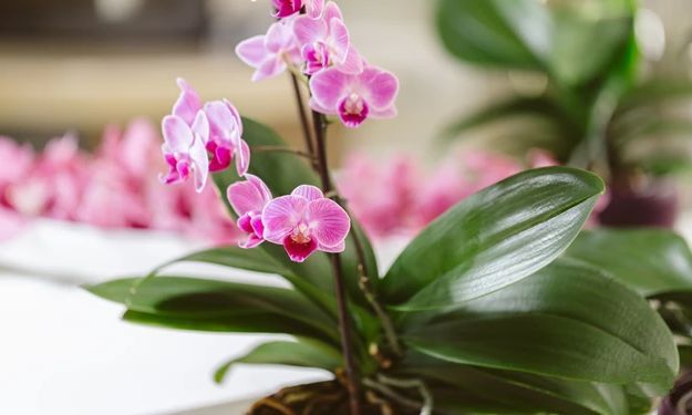 Как правильно поливать орхидеи